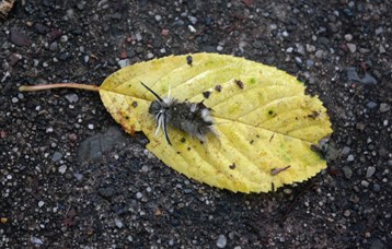 Caterpillar 2