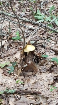 Mushroom 2