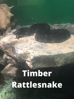 Timber Rattlesnake