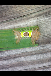 Caterpillar 3