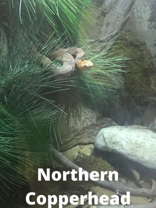 Northern Copperhead