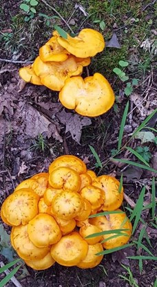 Mushroom 1