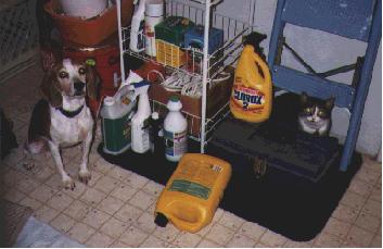 Poisoning and Pets